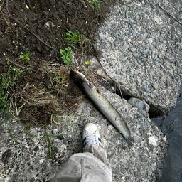 ナマズ