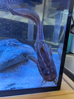 ゴンズイの釣果
