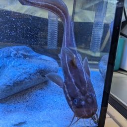 ゴンズイ