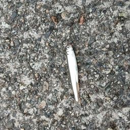 カタクチイワシ