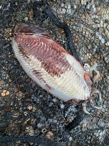 ハリイカの釣果