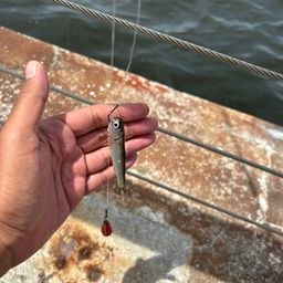 カタクチイワシ