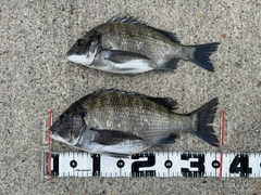 チヌの釣果
