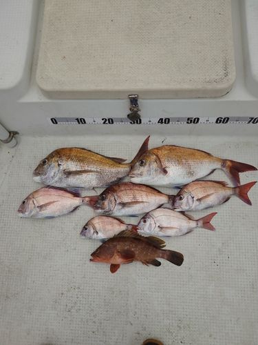 タイの釣果