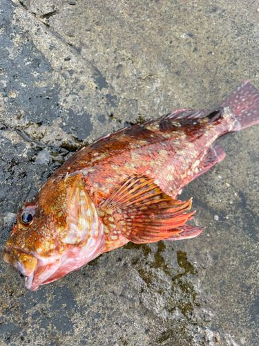 カサゴの釣果