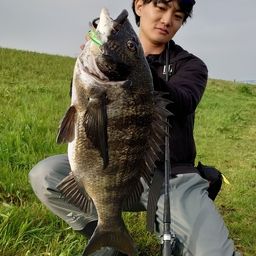 シーバス