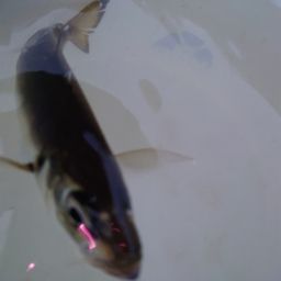 アジ