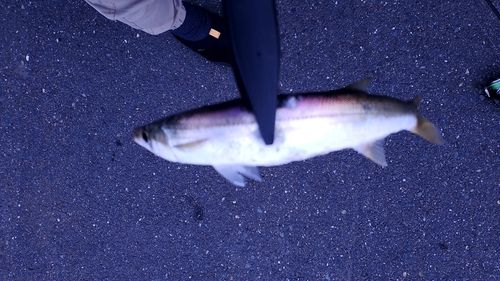 カマスの釣果