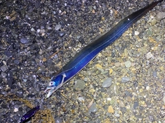 タチウオの釣果