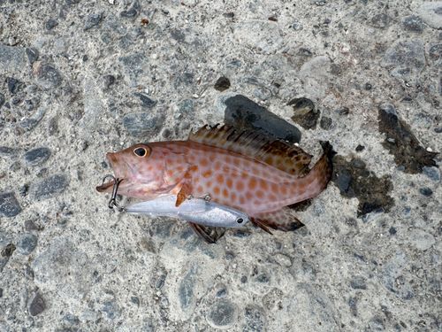 オオモンハタの釣果