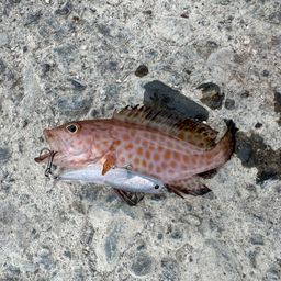 オオモンハタ