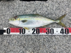 イナダの釣果