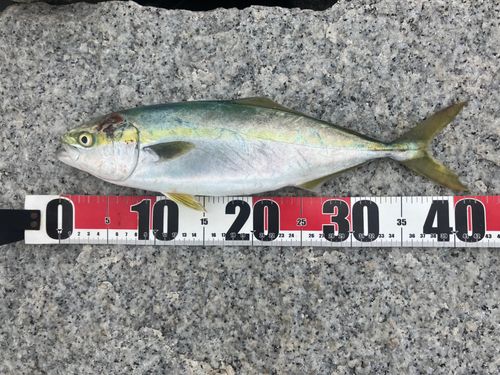 イナダの釣果
