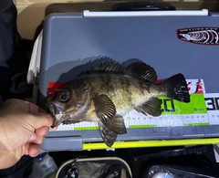 クロメバルの釣果
