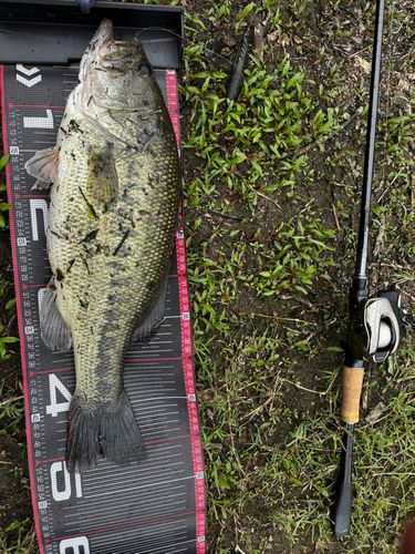 ブラックバスの釣果