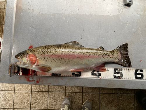ヤシオマスの釣果