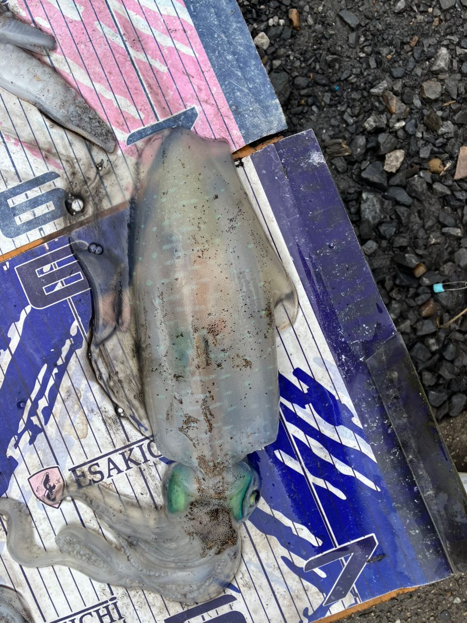 みつ豆さんの釣果 2枚目の画像