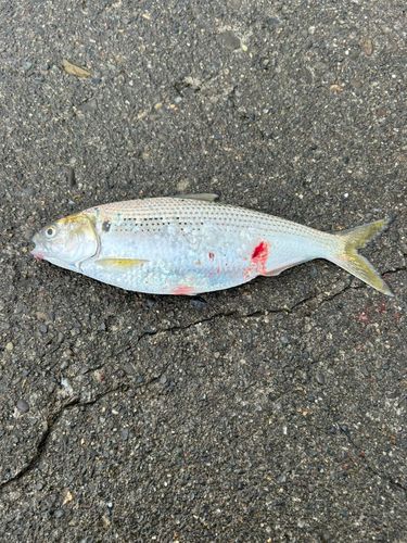 コノシロの釣果
