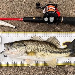 ラージマウスバス