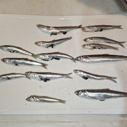 カタクチイワシ