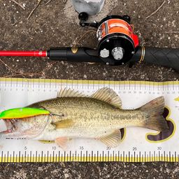 ラージマウスバス