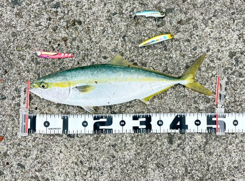 ハマチの釣果