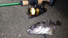 クロソイの釣果