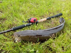 ライギョの釣果