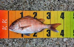 マダイの釣果