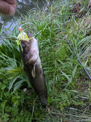 ナマズの釣果