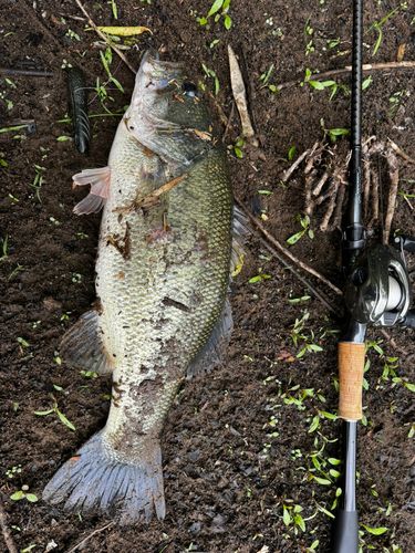 ブラックバスの釣果