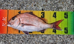 マダイの釣果