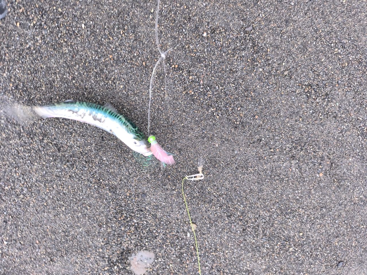 サバ