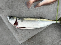 サバの釣果