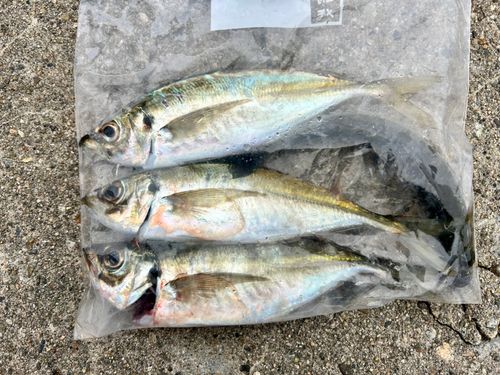 アジ