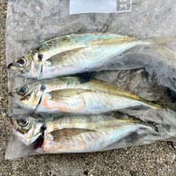 アジ