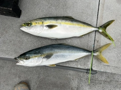 ハマチの釣果