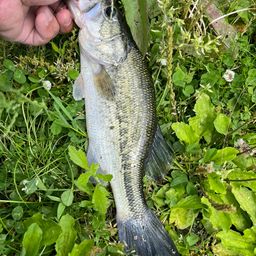 ラージマウスバス