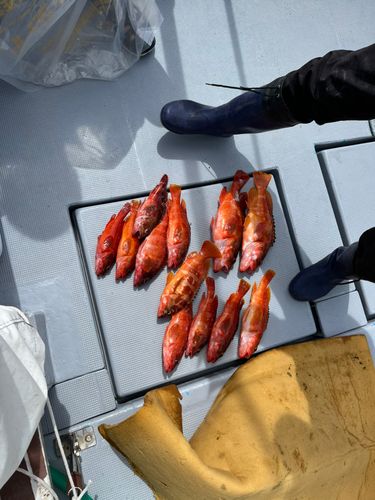 アカハタの釣果