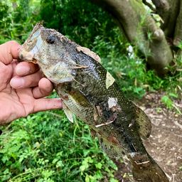 ラージマウスバス