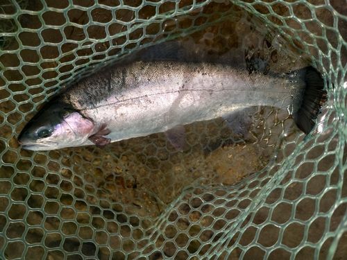 ニジマスの釣果