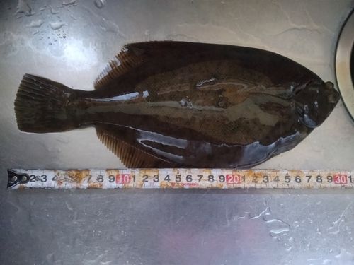マコガレイの釣果