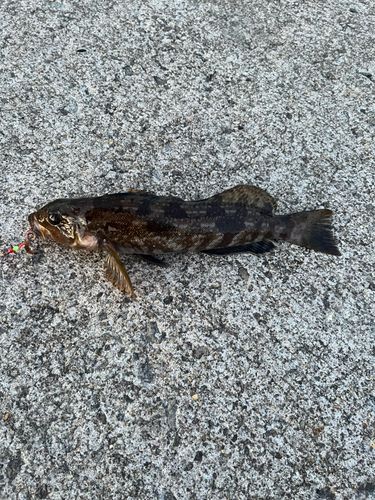 アイナメの釣果