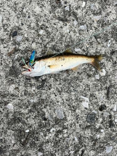 ムツの釣果