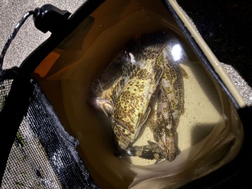 タケノコメバルの釣果