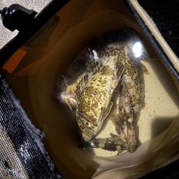 タケノコメバル