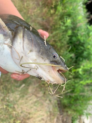 ナマズの釣果