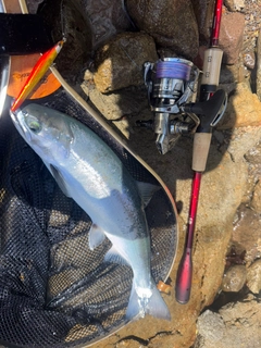 サクラマスの釣果