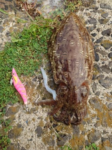 コウイカの釣果