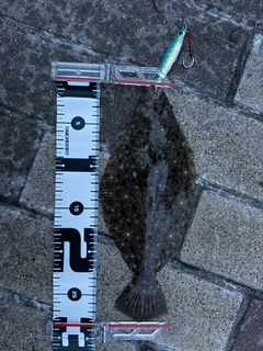 ソゲの釣果